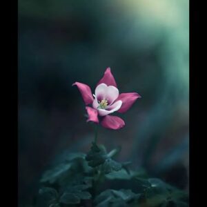 ARIES APRIL 2022. REDIRECT.