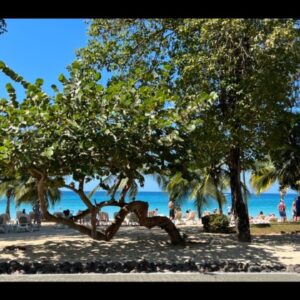 Leo February 2023 Jamaica Afternoon